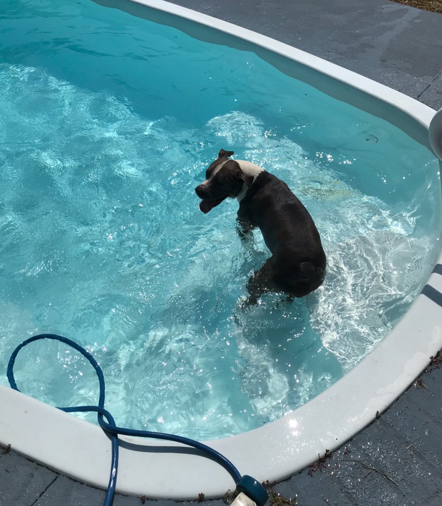 Simply Better Pools Pool Cleaners Bradenton Fl Phone Number Simply Better Pools Pool Cleaners Bradenton Fl Phone Number Yelp