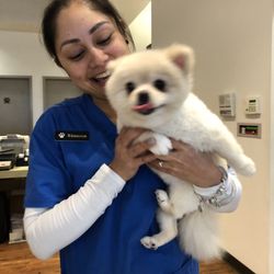 pearl city pet hospital