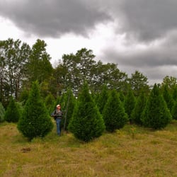 hollow creek tree farm nurseries gardening 228 hollow creek tree farm nurseries gardening 228