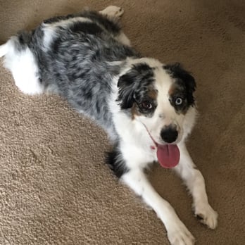 San Antonio Dog Training Reviews San Antonio Dog Training Reviews