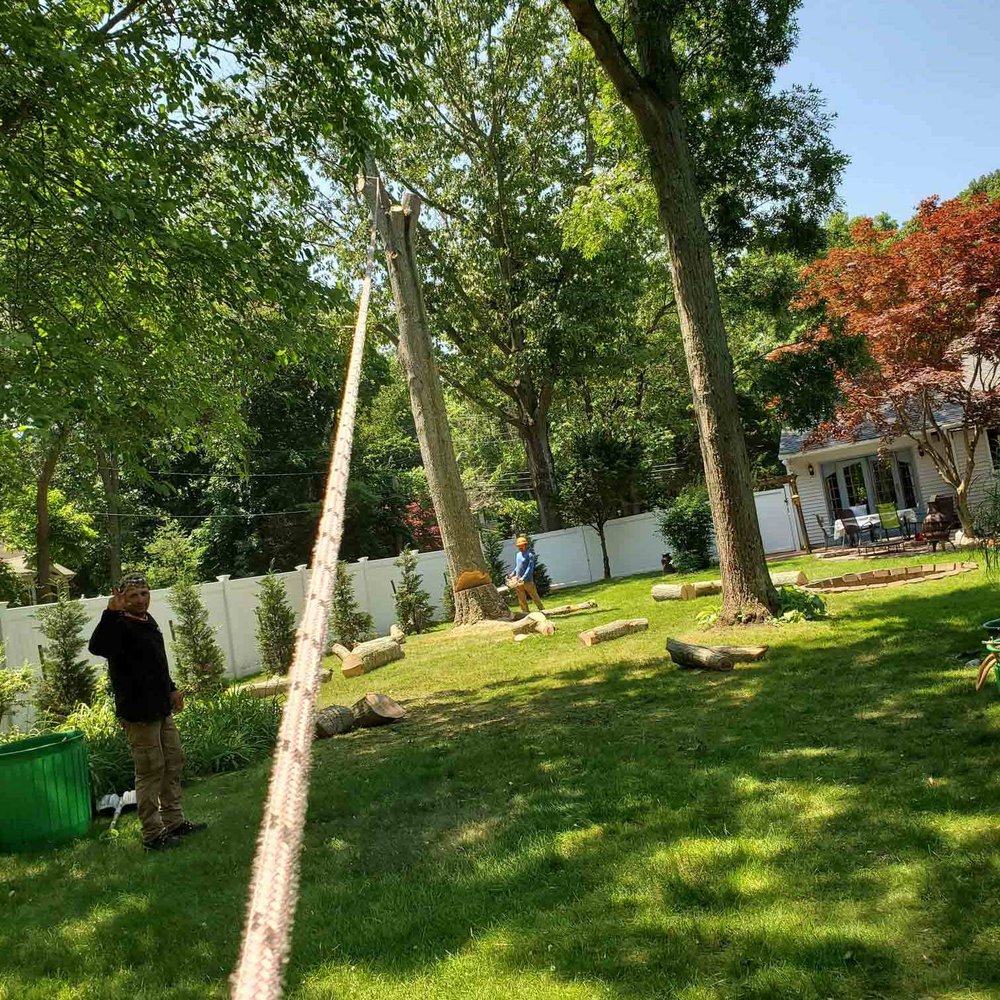 Bamboo Removal by Jose Benitez
