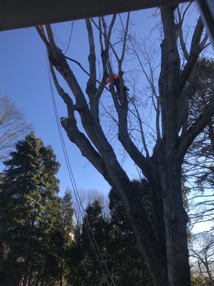 Bradley's Tree Service