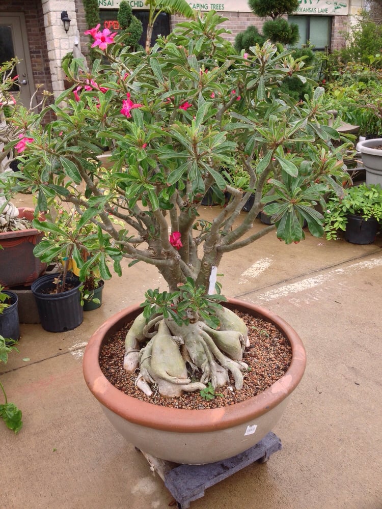 2500 Yelp Photo Of Tea Garden Nursery Arlington Tx United States 2500