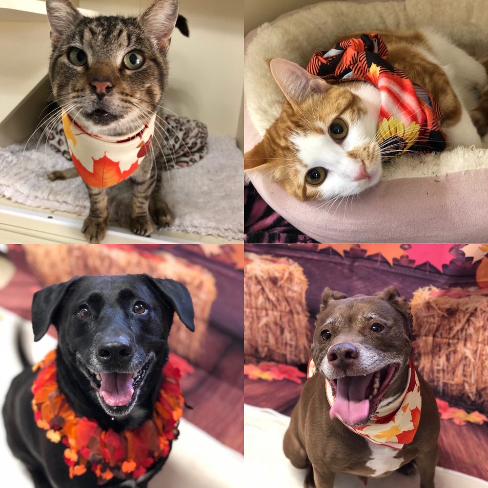 second home boarding