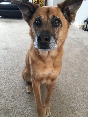 Just Dogs By Jennifer 248 Sheep Davis Rd Unit 7 Concord Nh Pet Hotels Nearby