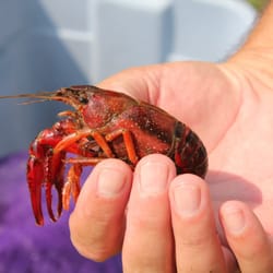 The Best 10 Seafood Restaurants In Aurora Il Last Updated 1 Shrimpy S
