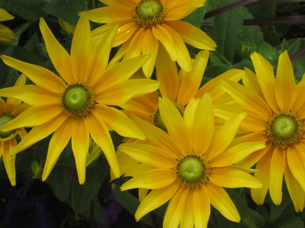 Indian Creek Nursery