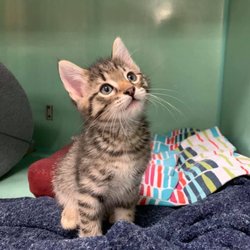 CareVet of San Antonio - Loop 410 photo