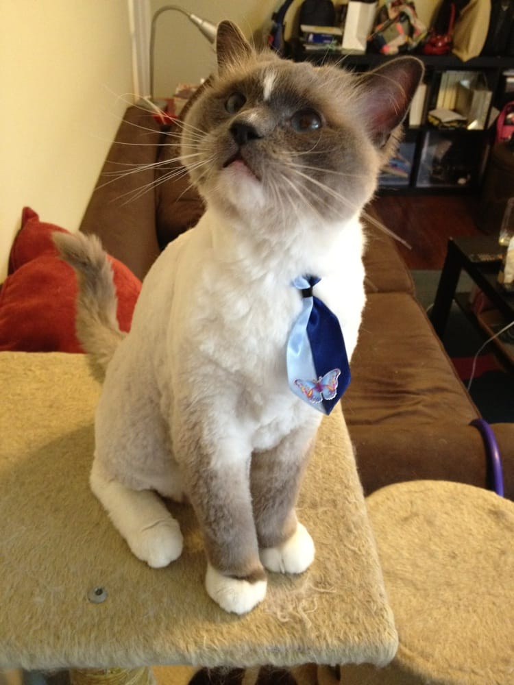 Yelp The Best Little Cat House Yelp The Best Little Cat House