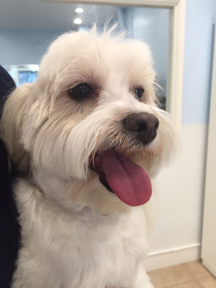 PoshPetCare 30 Photos & 33 Reviews Pet Groomers 213 S Robertson