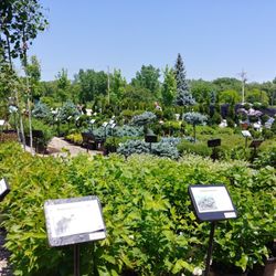Platt Hill Nursery 19 Photos 36 Reviews Nurseries Gardening Photo Of Platt Hill Nursery Bloomingdale Il United States So Many To