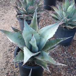 Black Mountain Nursery Nurseries Gardening 4840 E Dynamite Photo Of Black Mountain Nursery Phoenix Az United States A Zebra