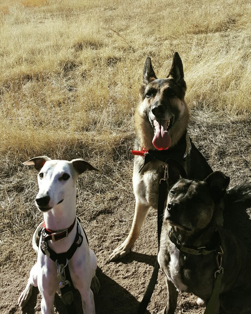 Dog Training Castle Rock Co Dog Training Castle Rock Co