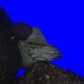 waikiki aquarium 1709 photos