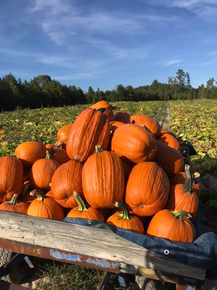 William Lyon's Pumpkin Farm