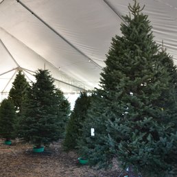 photos for valley view christmas tree farms yelp photos for valley view christmas tree farms yelp