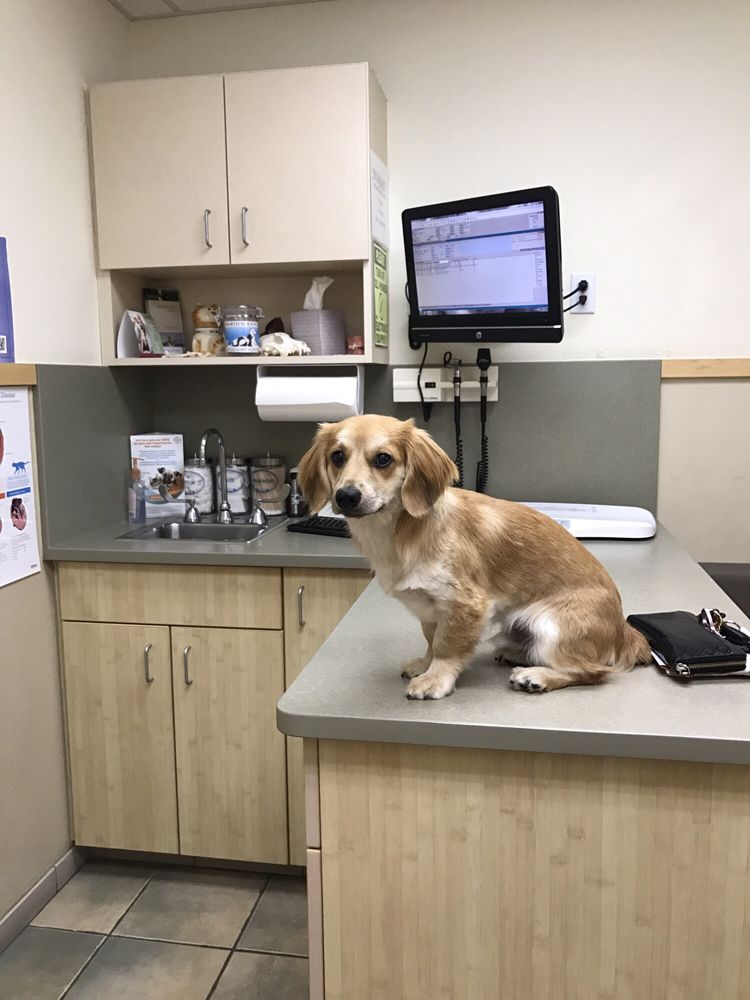 Harden Ranch Veterinary Hospital 30 Photos & 54 Reviews