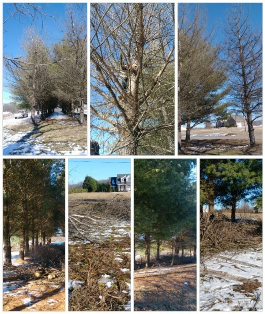Eden's Lawncare & Tree Service