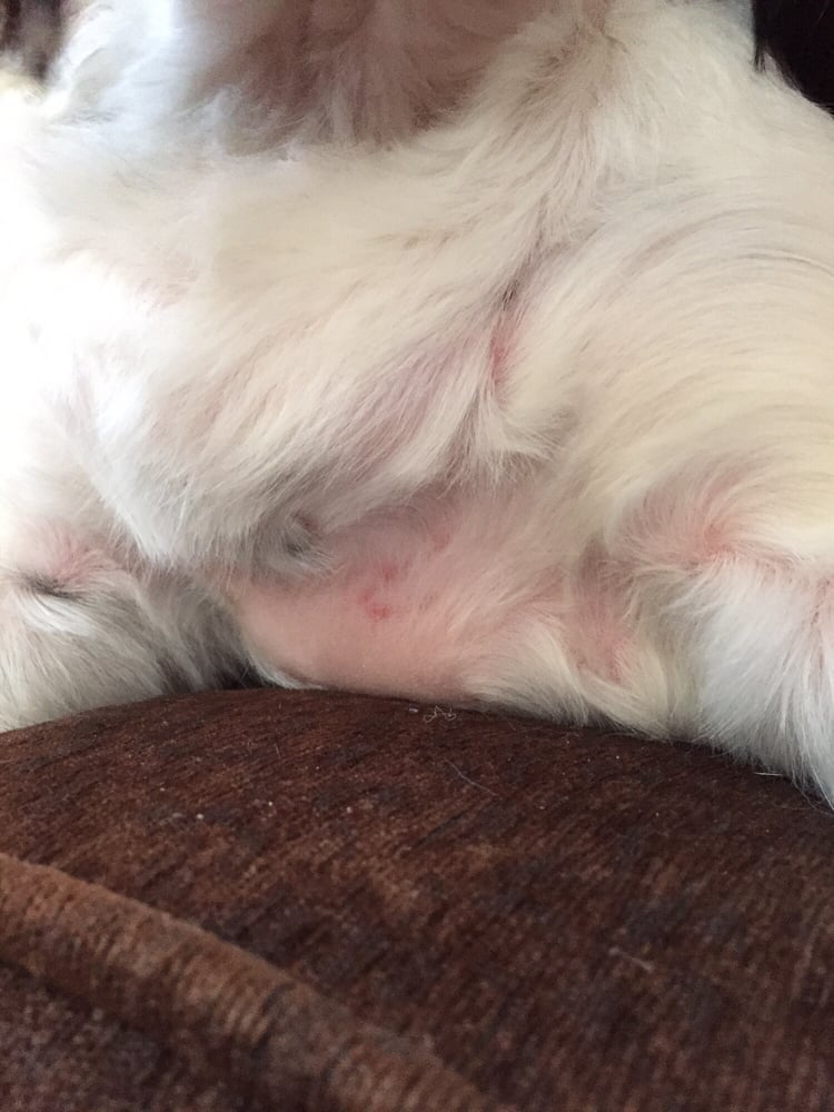 dog losing hair on chest