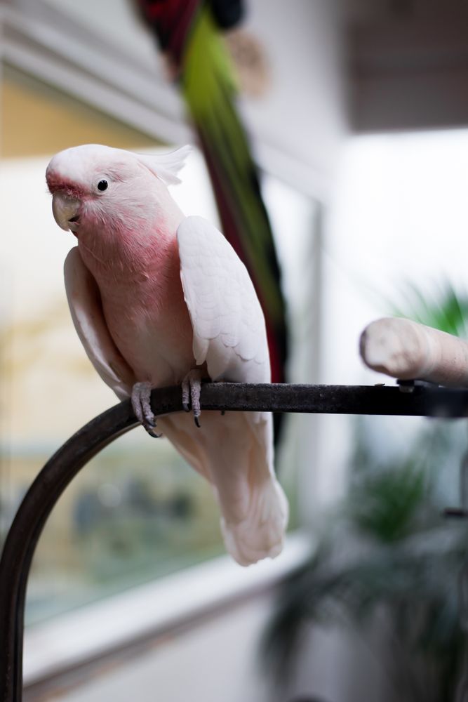 Parrot Perch 21 Photos & 20 Reviews Pet Stores 1503 NE 78th St