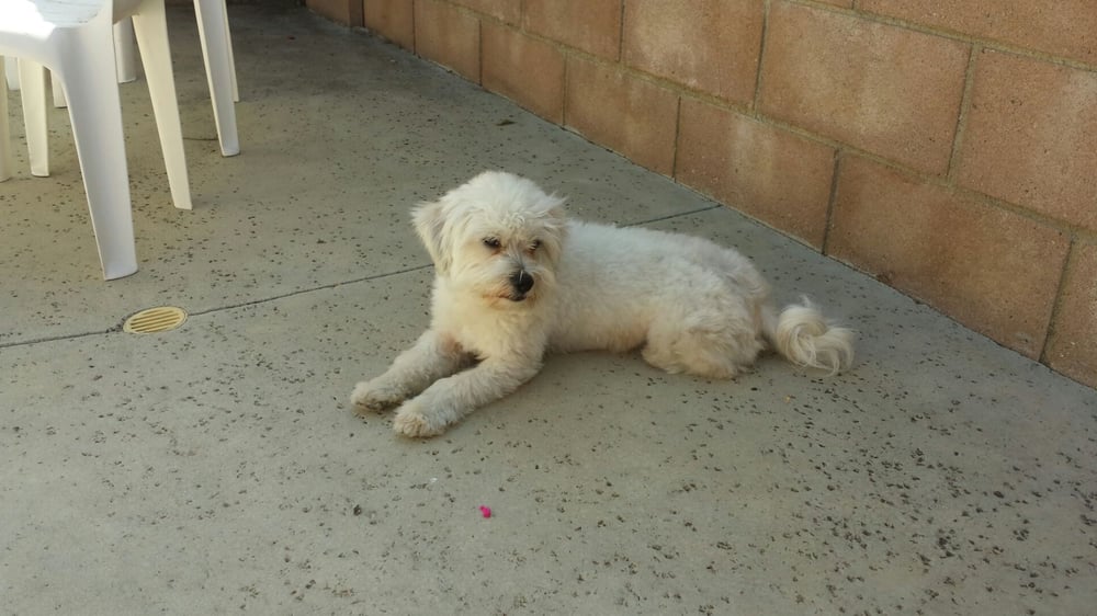 Dale’s Town & Country 17 Reviews Pet Groomers 14320 W Waddell Rd