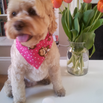 Kelly’s Underground Dog Grooming - 18 Photos &amp; 57 Reviews - Pet Groomers - 248B W Newton St