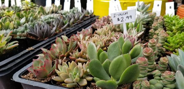 Encinal Nursery 2057 Ave Alameda Ca Unknown Mapquest Hotels Nearby