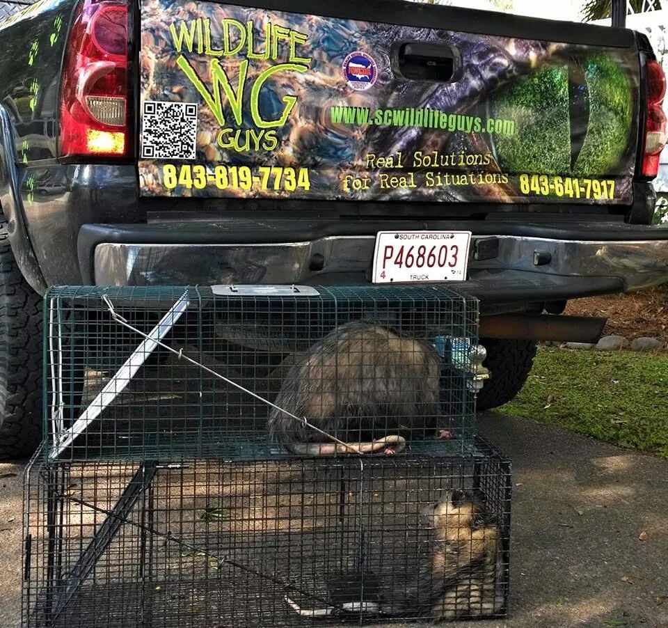 The Wildlife Guys Wildlife Control Charleston, SC Phone Number Yelp