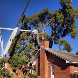 jm tree service outdoor photo of tree service chicago ridge il united states 14 photos services 10348 leslie ln jm tree service outdoor photo of tree service chicago ridge il united states 14 photos services 10348 leslie ln