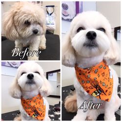 Yumove Advance For Dogs Best Price Yumove Advance For Dogs Best Price