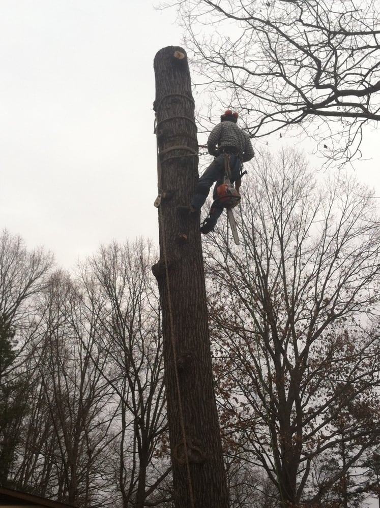 Tree Tech Tree Service