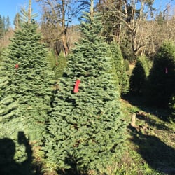 enchanted winds christmas tree farm christmas trees enchanted winds christmas tree farm christmas trees