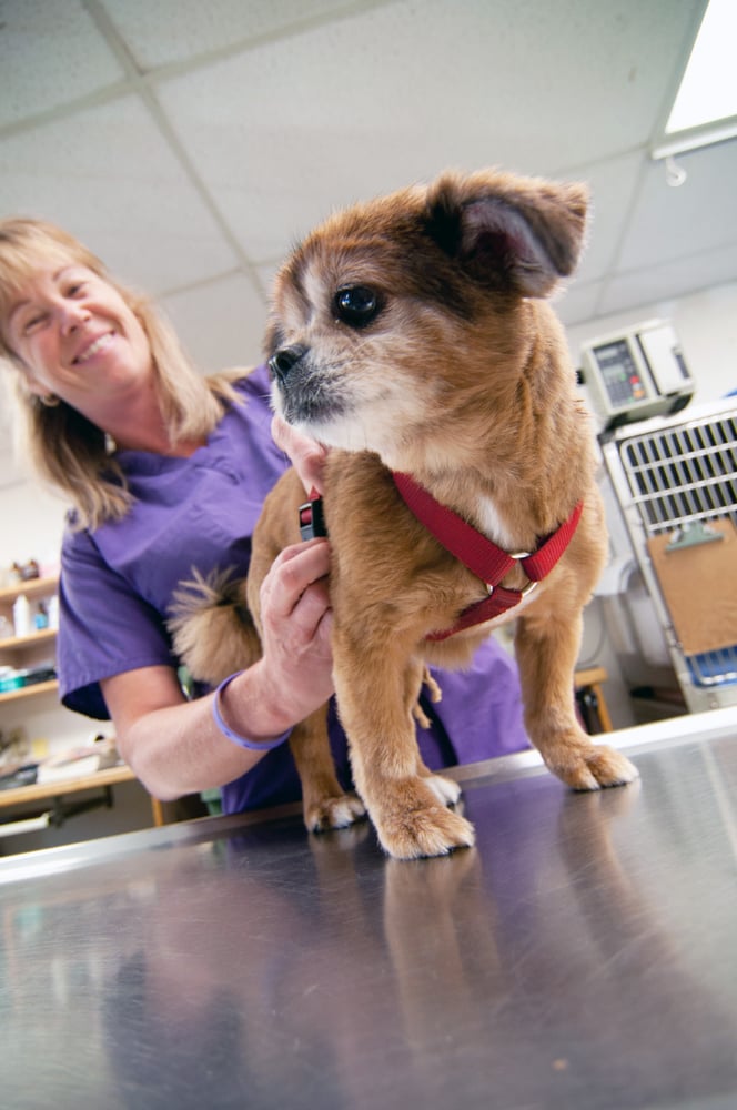 a Vet Tech Vet Tech Schools Fiskeville RI Find Vet Tech