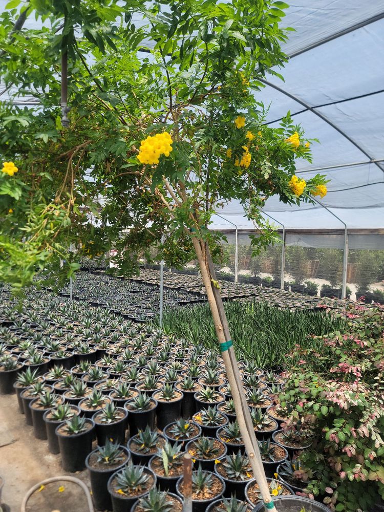 S-Y Nursery, Inc