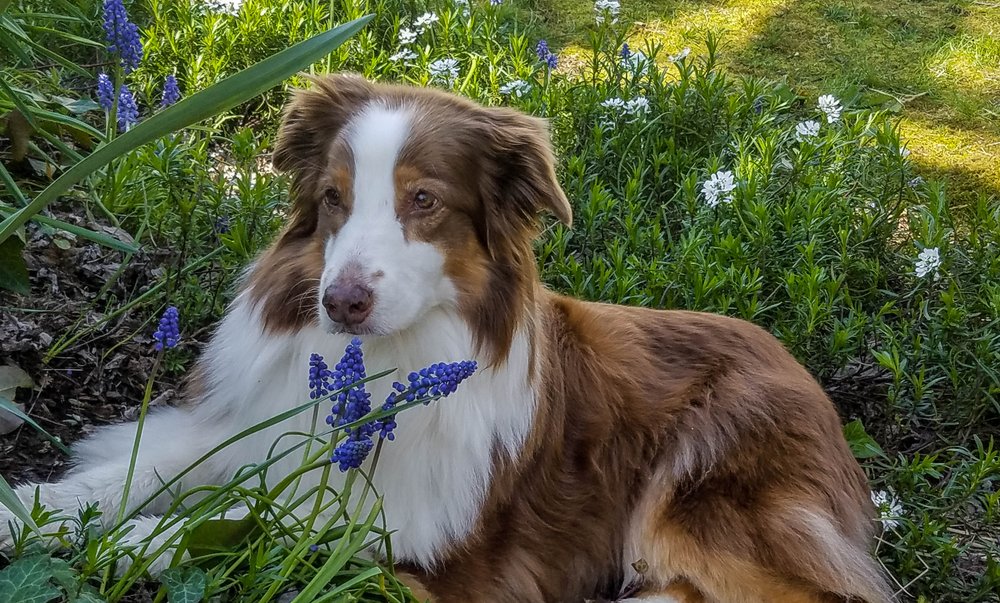 Sit and Stay Pet & House Sitting Services