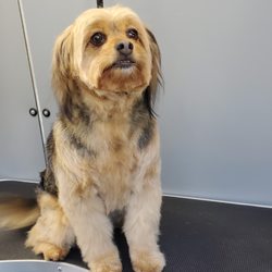 Jackie's Mobile Dog Grooming photo