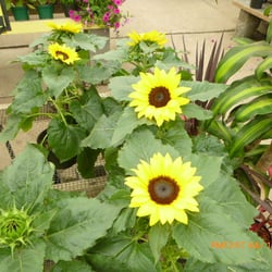 Meadows Farms Nurseries Great Falls 21 Reviews Photo Of Meadows Farms Nurseries Great Falls Vienna Va United States
