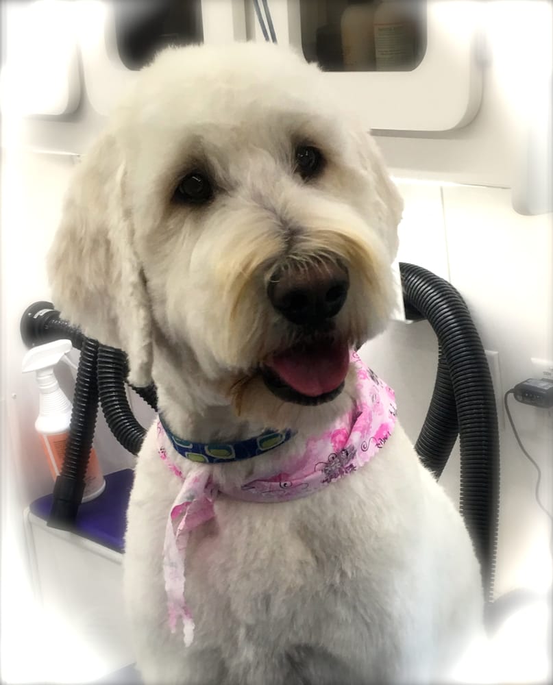 Photos For Vanity Fur Mobile Pet Spa And Grooming Yelp 19 Photos For Vanity Fur Mobile Pet Spa And Grooming