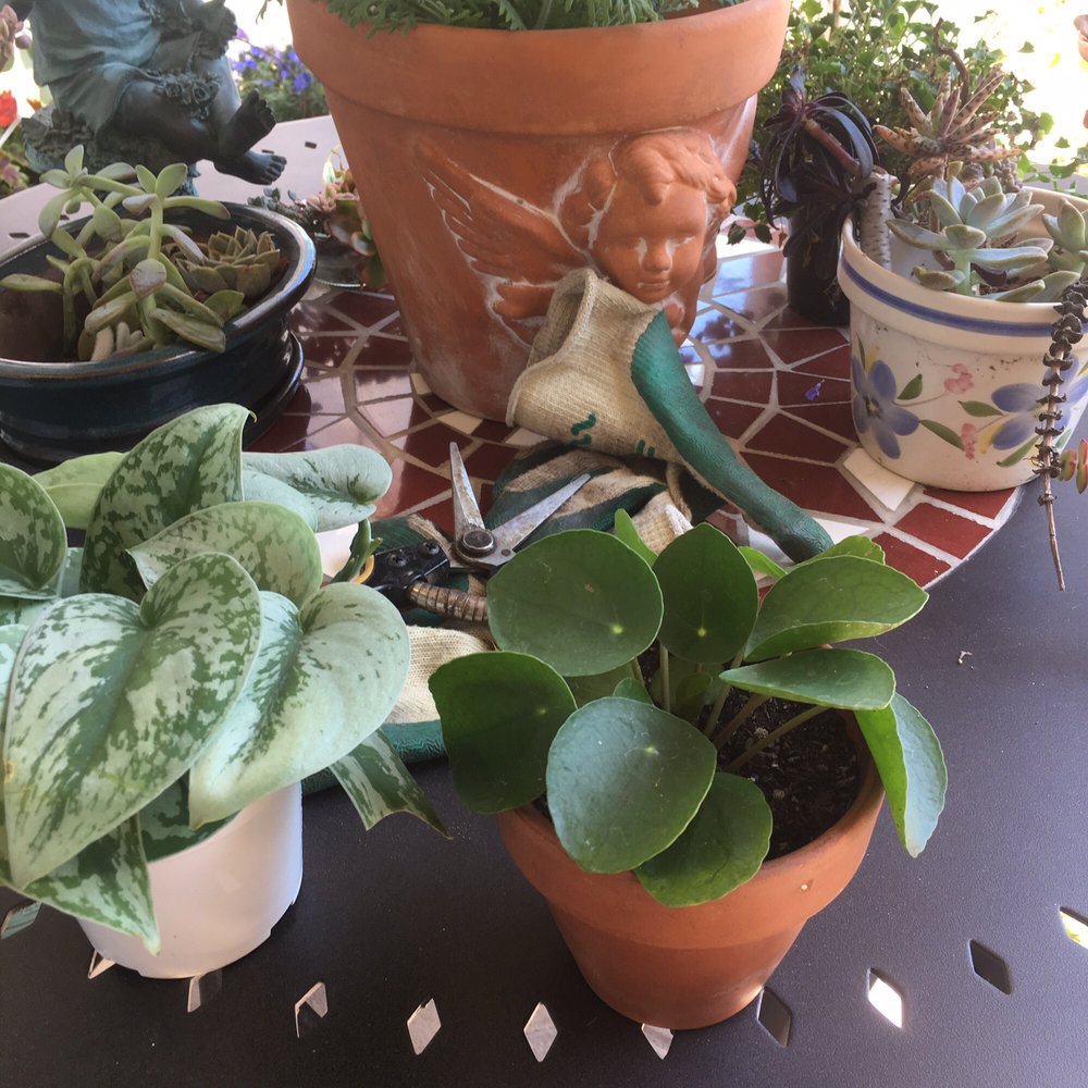 Thank you Mickey�s for making my Pilea dreams come true