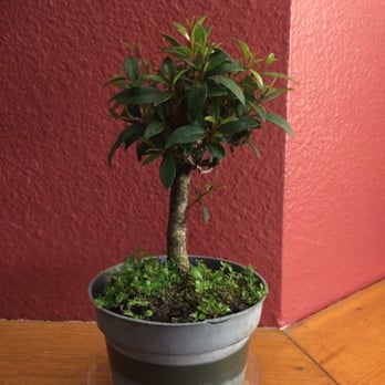Bonsai Nursery 21 Photos 30 Reviews Nurseries Gardening Photo Of Bonsai Nursery Englewood Co United States Here S The I