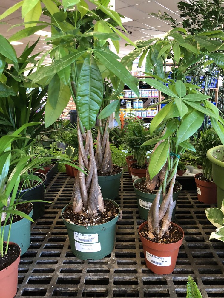 Walter Andersen Nursery 98 Photos & 171 Reviews Nurseries