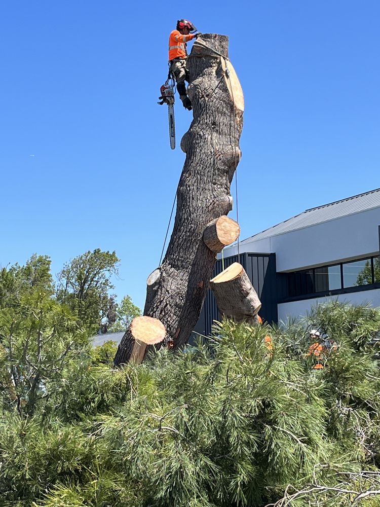 All Seasons Tree service