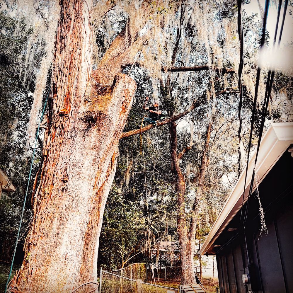 Haire Tree Care