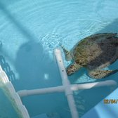 Loggerhead Marinelife Center 406 Photos 112 Reviews Community Photo Of Loggerhead Marinelife Center Juno Beach Fl United States Recovering Turtle