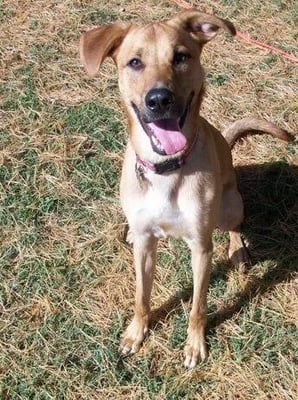 Quick S Pooch Plaza 7417 Old Boonville Hwy Evansville In Pet Hotels Nearby