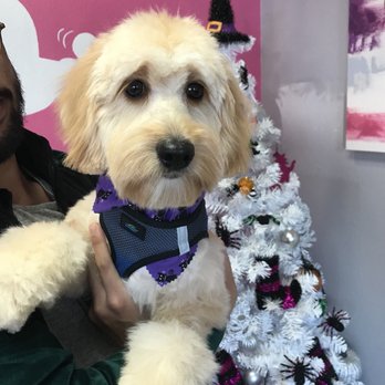 happy tails dog spa happy tails dog spa