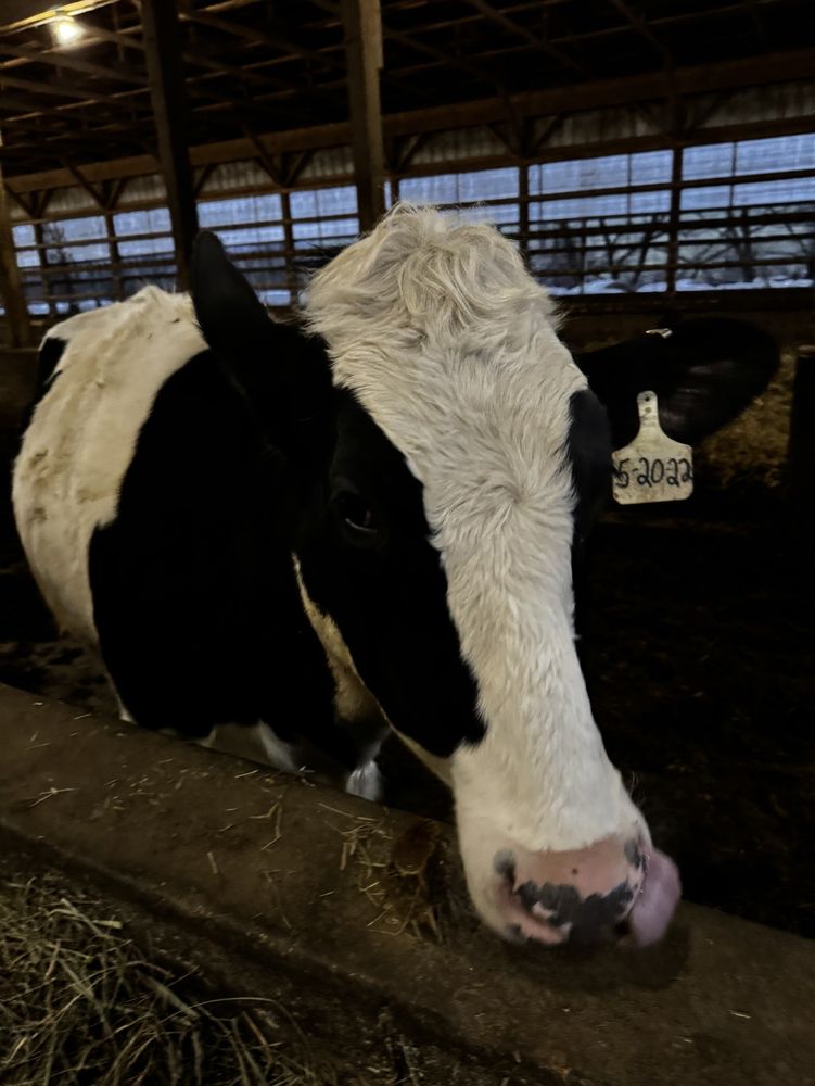 Brunton Dairy