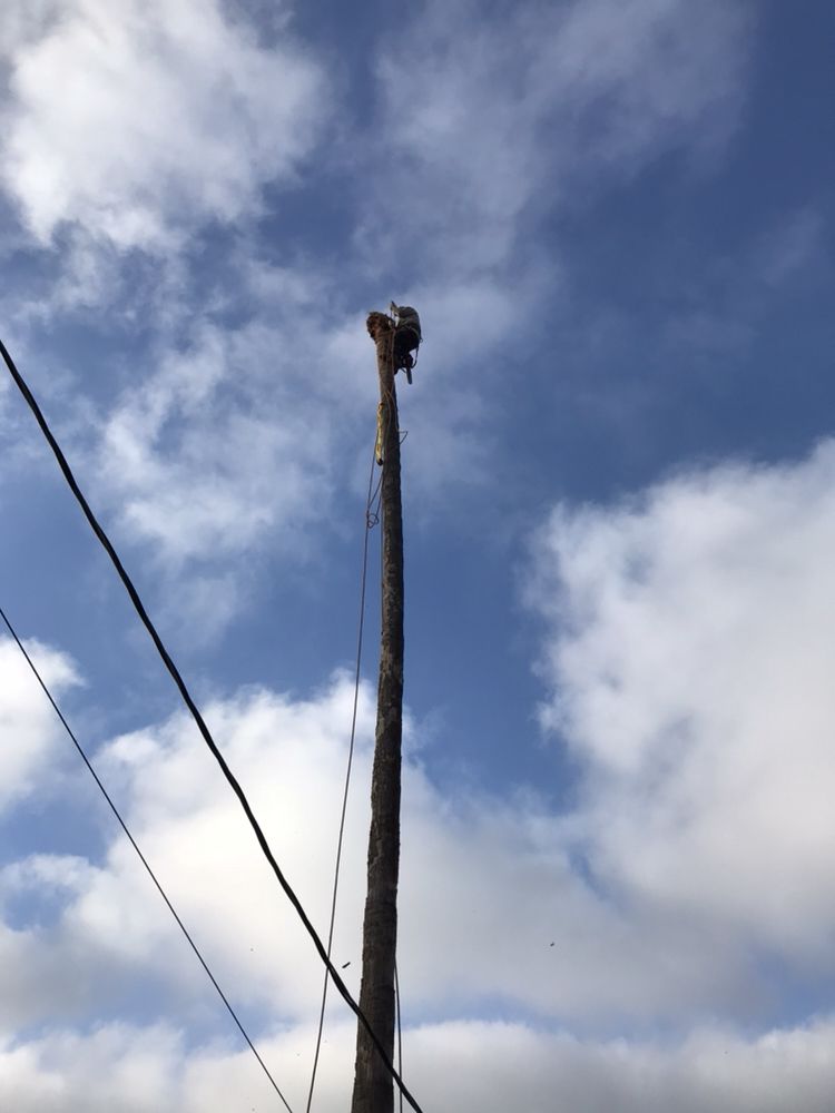 Rene Martinez Tree Service