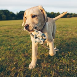 wag resort junction grand