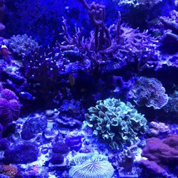coral reef aquarium closed